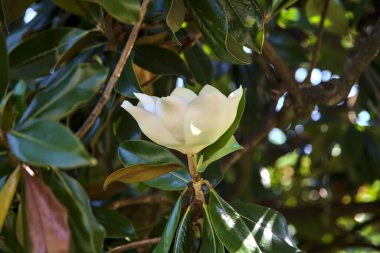 Güneşli bir günde beyaz manolya çiçek açıyor.