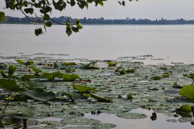 Günbatımında göl, zambaklar ve dallarla çevrili.