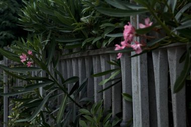 Beton bir çitte büyüyen pembe zakkum dalları.