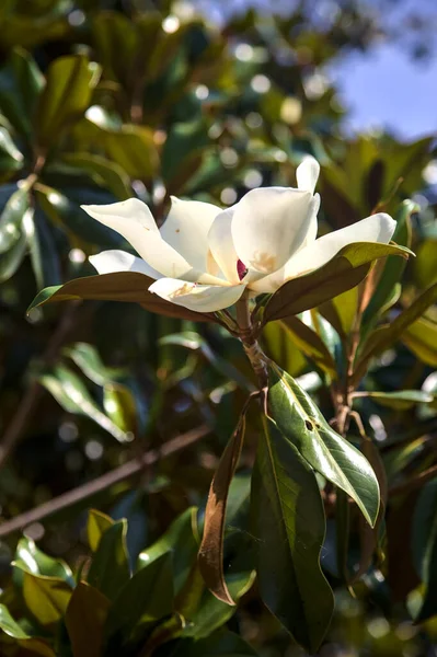 White Magnolia Bloom Sunny Day — Stock fotografie