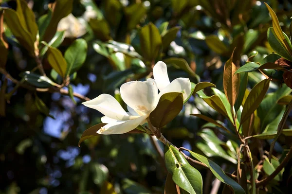 White Magnolia Bloom Sunny Day — Stockfoto