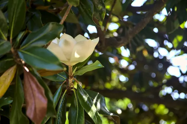 White Magnolia Bloom Sunny Day — Stockfoto