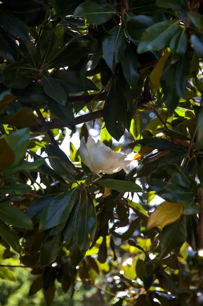 White Magnolia Bloom Sunny Day — Stock fotografie