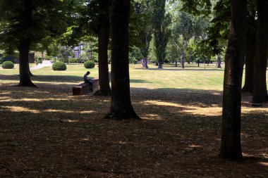 Man sitting on a brick wall next to poplars in a park