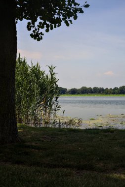 Güneşli bir günde kıyıdan görünen ağaçlarla çevrili bir nehir.