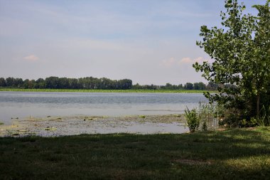 Güneşli bir günde kıyıdan görünen ağaçlarla çevrili bir nehir.