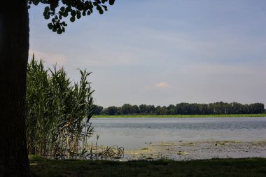 Güneşli bir günde kıyıdan görünen ağaçlarla çevrili bir nehir.
