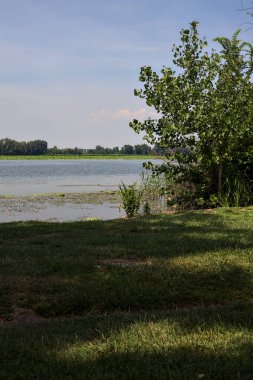 Güneşli bir günde kıyıdan görünen ağaçlarla çevrili bir nehir.