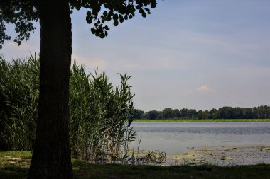 Güneşli bir günde kıyıdan görünen ağaçlarla çevrili bir nehir.