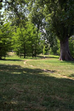 Narrow trail among trees in park on a sunny day