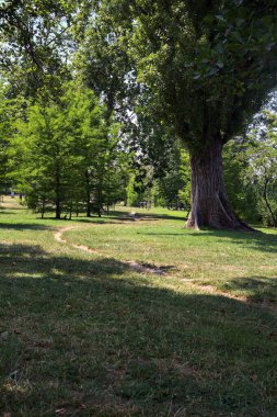 Güneşli bir günde parkta ağaçların arasındaki dar patika