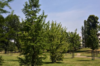 Güneşli bir günde genç ağaçlarla dolu bir parkta çakıl yolu.