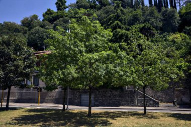 Trees on a lawn hinding the view of a road and an old mansion