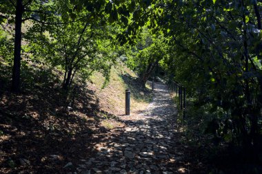 Güneşli bir günde parkın içinde ağaçlarla kaplı gölgeli bir patika.