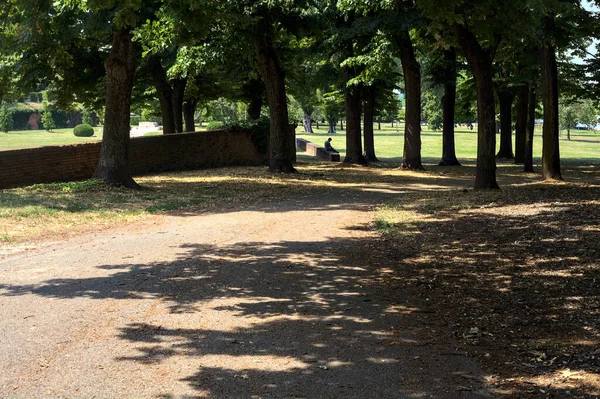 Path Shade Made Poplars Park Sunny Day — Fotografia de Stock