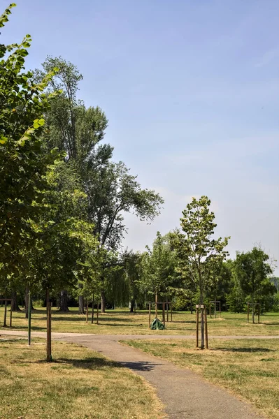 Gravel Path Park Young Trees Sunny Day — Fotografia de Stock