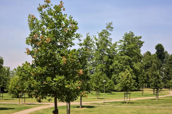 Gravel Path Park Young Trees Sunny Day — Foto Stock