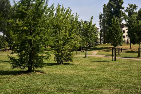 Gravel Path Park Young Trees Sunny Day — Stok fotoğraf