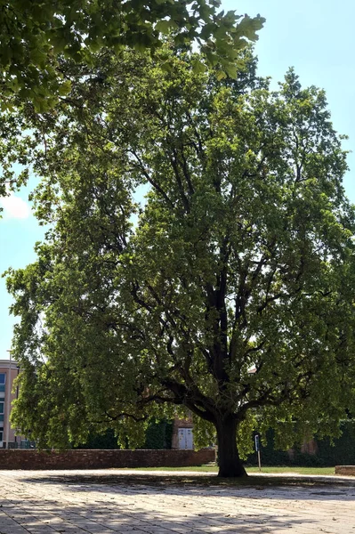 Oak Tree Growing Paved Square — стоковое фото