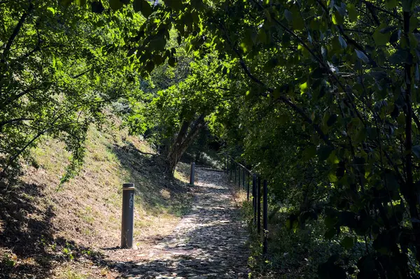 Cienista Ścieżka Wygiętymi Drzewami Parku Słoneczny Dzień — Zdjęcie stockowe