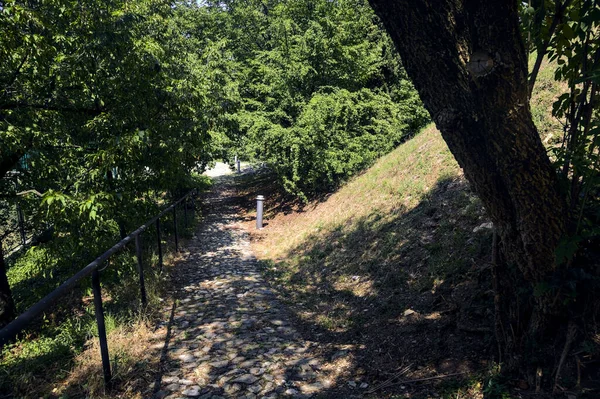 Shady Path Trees Arching Park Sunny Day —  Fotos de Stock