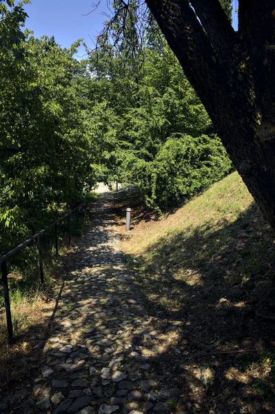 Shady Path Trees Arching Park Sunny Day — Foto de Stock