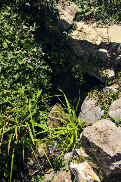 Pequeno Fluxo Água Com Plantas Vistas Cima — Fotografia de Stock