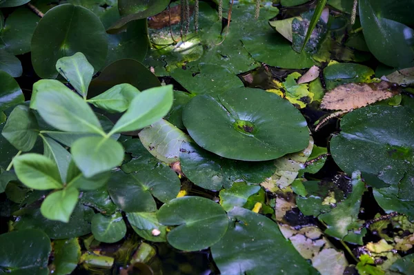 Waterlilies Small Pond Seen Close — Stock Photo, Image