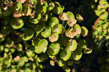 Venüs 'ün göbeği yukarıdan yakından görülüyor.