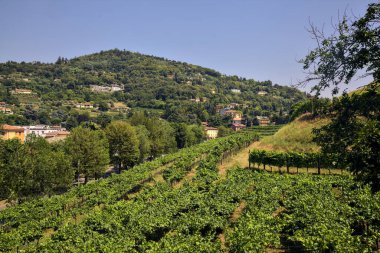 Güneşli bir günde, arka planında dağlar olan ağaçlarla çevrili bir tepedeki üzüm bağına.