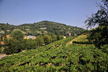 Güneşli bir günde, arka planında dağlar olan ağaçlarla çevrili bir tepedeki üzüm bağına.