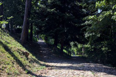 Güneşli bir günde parkta iki yol ayrımı