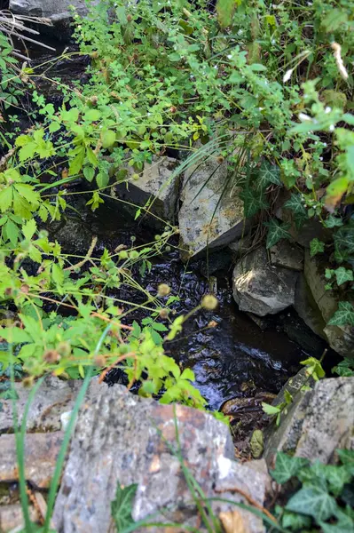 Brook Sombra Delimitada Por Rochas Plantas Parque Visto Perto — Fotografia de Stock