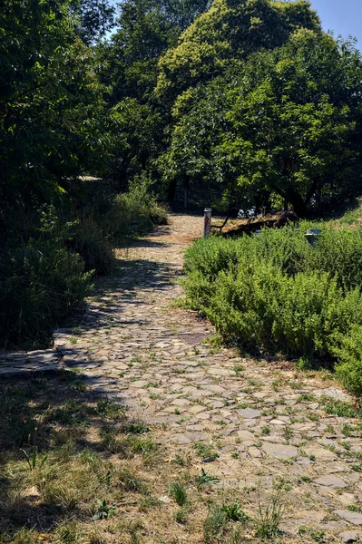 Güneşli bir günde parkta çalılarla ve ağaçlarla çevrili taş patika.