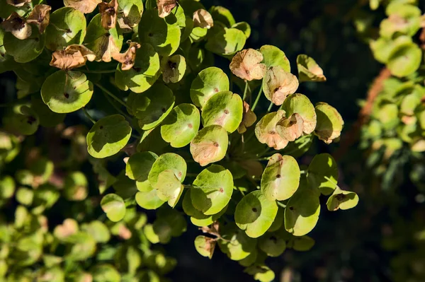 Venüs 'ün göbeği yukarıdan yakından görülüyor.