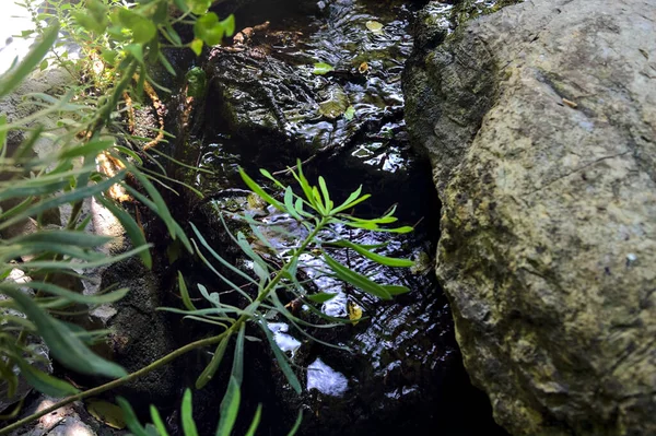 Corriente Agua Bordeada Por Rocas Con Plantas Vistas Desde Arriba —  Fotos de Stock