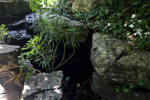 Arroyo Sombra Bordeado Rocas Plantas Parque Visto Cerca —  Fotos de Stock