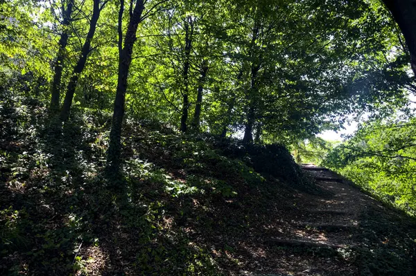 Path Shaped Staircase Shade Park — Stock Photo, Image