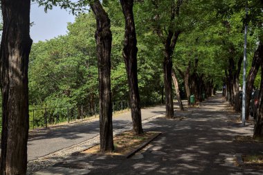 Ağaçlarla çevrili yokuş yukarı bir yolun kenarındaki asma.