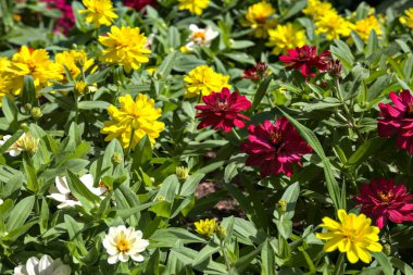 Çiçek açan yıldız çiçekleri yakından görülüyor.