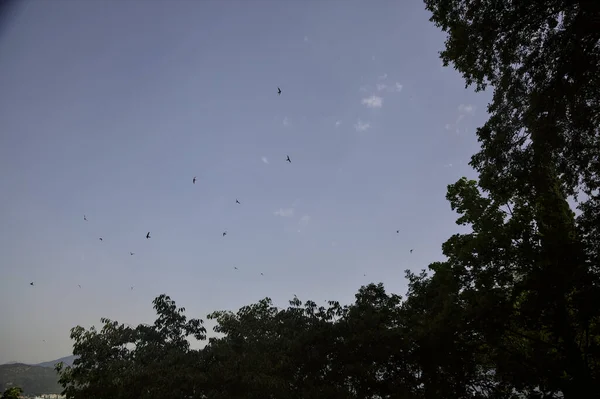 Swallows Sky Framed Tree Tops — Fotografia de Stock