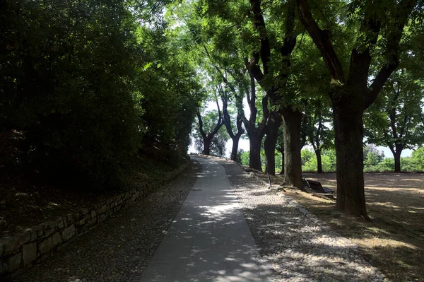 Shady Path Bordered Poplars Hedges Park Sunny Day — Fotografia de Stock