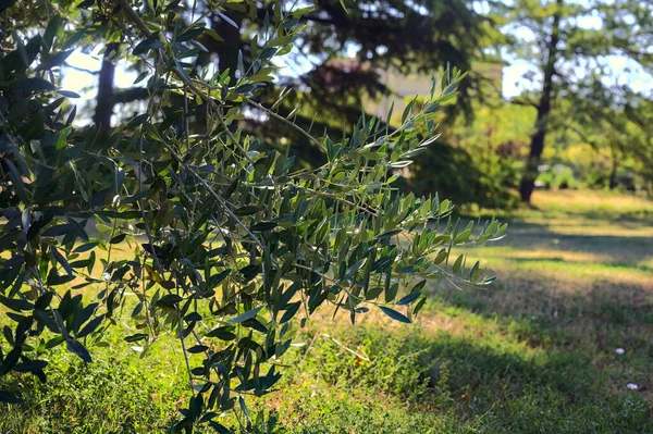 Olive Tree Branch Seen Close — Stockfoto