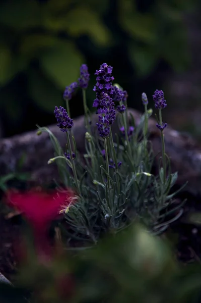 Lavender Flowers Pot Seen Close — 스톡 사진