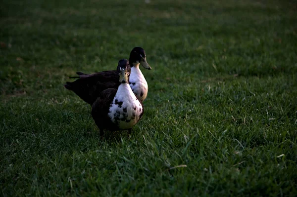 Mallards Lawn Sunset — Photo