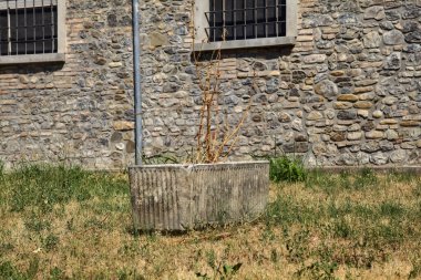 Çimenliğin ortasında ölü bir bitki olan beton kazan.