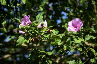 Yakından görülen bir dalda pembe ve mor amber çiçeği.