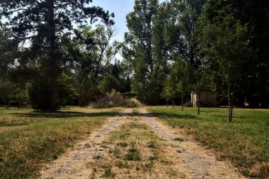 Parkta ağaçların olduğu toprak patika