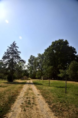 Parkta ağaçların olduğu toprak patika