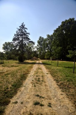 Parkta ağaçların olduğu toprak patika